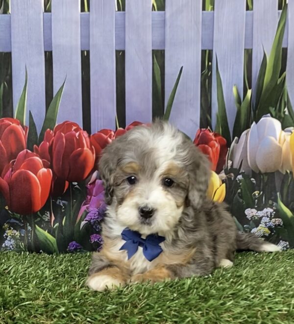 Mr. Banks the F1B Mini-Bernedoodle puppy