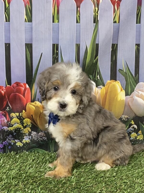 Photo of Mr. Banks the F1B Mini-Bernedoodle puppy