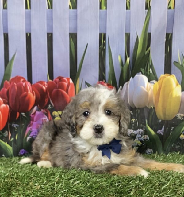 Photo of Mr. Banks the F1B Mini-Bernedoodle puppy