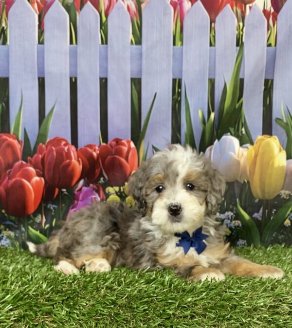 Photo of Mr. Banks the F1B Mini-Bernedoodle puppy