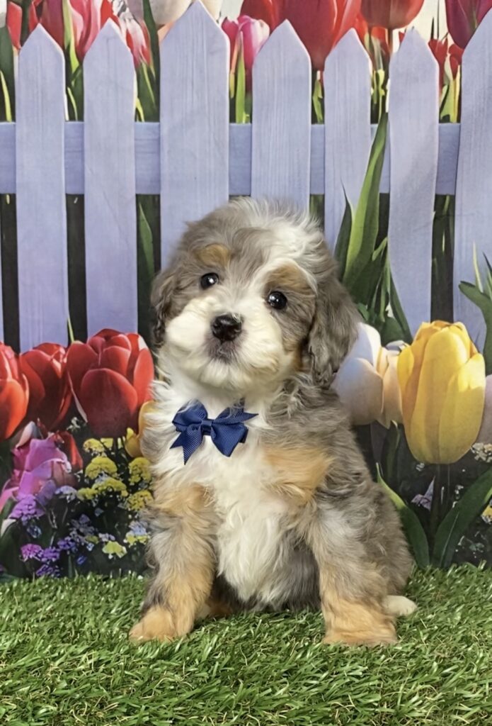 Photo of Mr. Banks the F1B Mini-Bernedoodle puppy