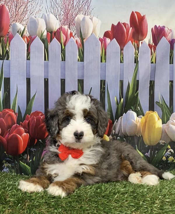 Mr. Blake the F1B Mini-Bernedoodle puppy
