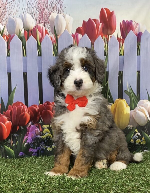 Photo of Mr. Blake the F1B Mini-Bernedoodle puppy