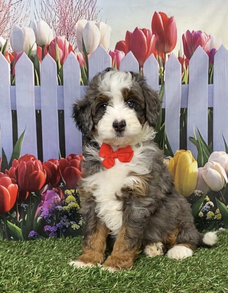 Photo of Mr. Blake the F1B Mini-Bernedoodle puppy
