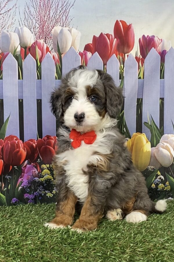 Photo of Mr. Blake the F1B Mini-Bernedoodle puppy