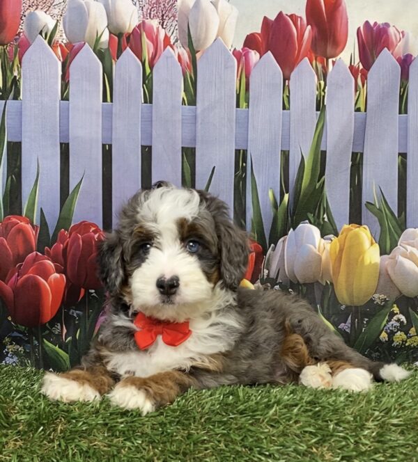 Photo of Mr. Blake the F1B Mini-Bernedoodle puppy