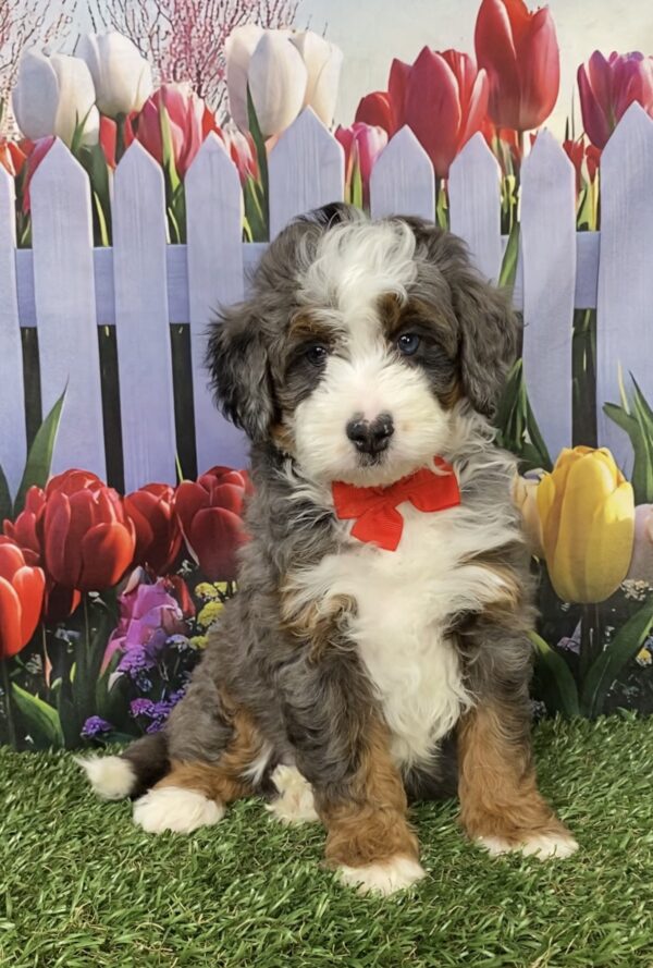 Photo of Mr. Blake the F1B Mini-Bernedoodle puppy