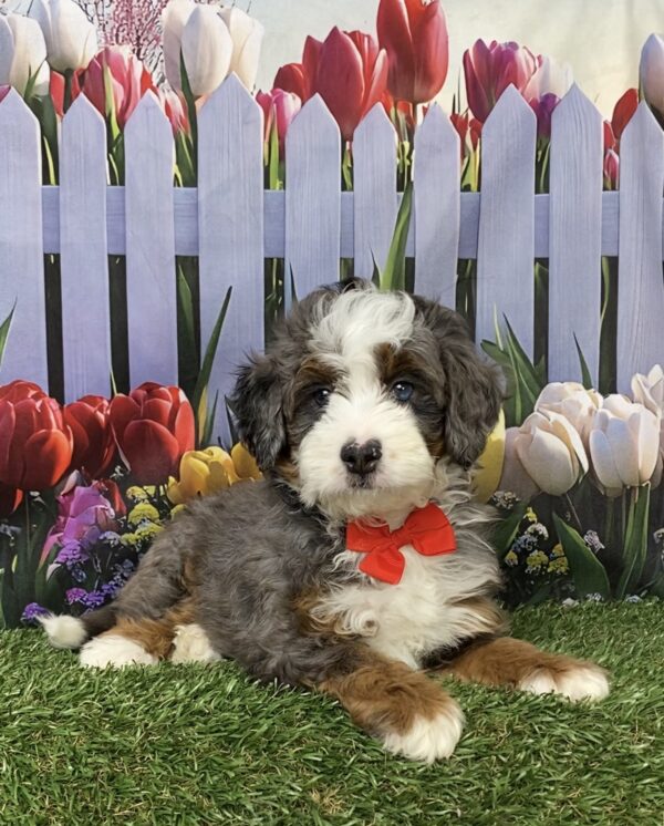Photo of Mr. Blake the F1B Mini-Bernedoodle puppy
