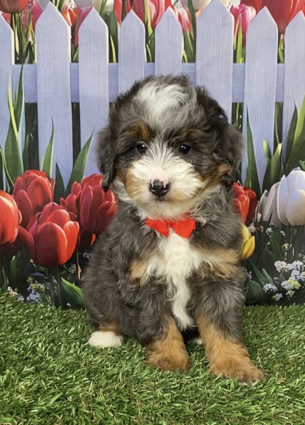 Photo of Mr. Blu the F1B Mini-Bernedoodle puppy