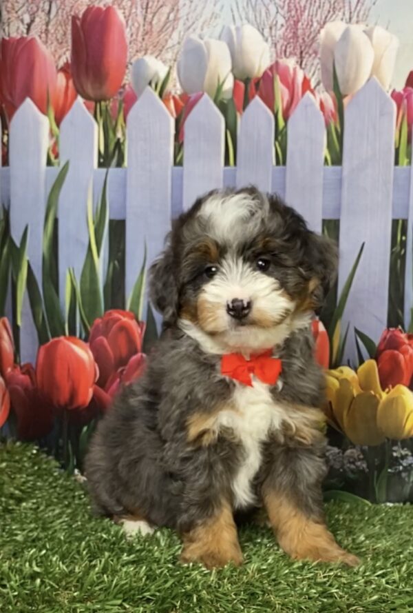 Photo of Mr. Blu the F1B Mini-Bernedoodle puppy