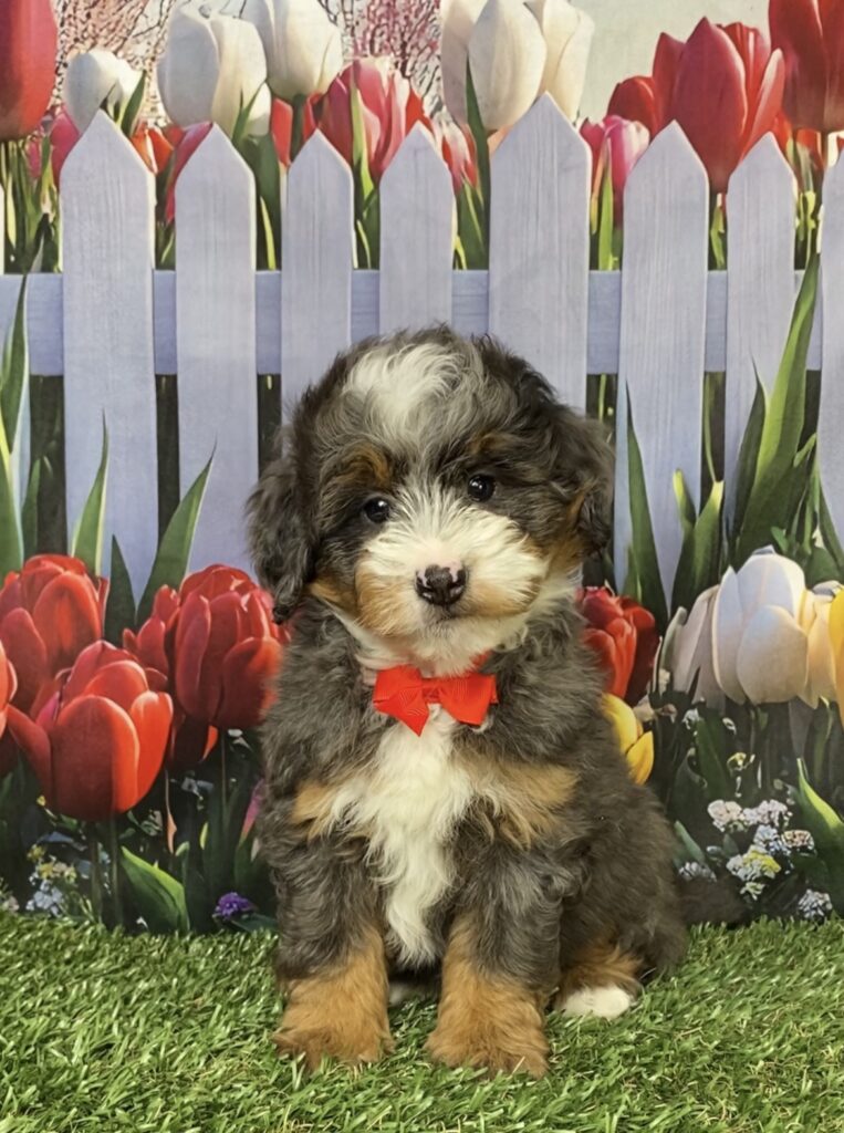 Photo of Mr. Blu the F1B Mini-Bernedoodle puppy