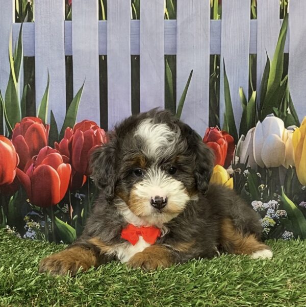 Photo of Mr. Blu the F1B Mini-Bernedoodle puppy