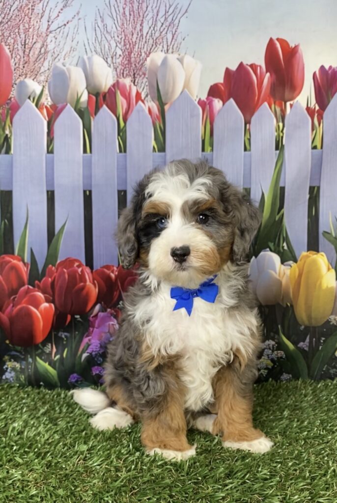 Photo of Mr. Boone the F1B Mini-Bernedoodle puppy