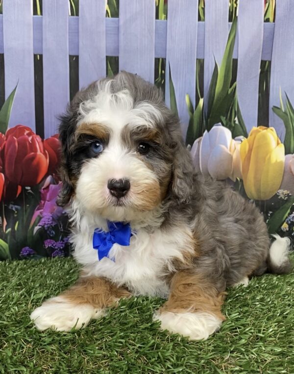 Photo of Mr. Boone the F1B Mini-Bernedoodle puppy