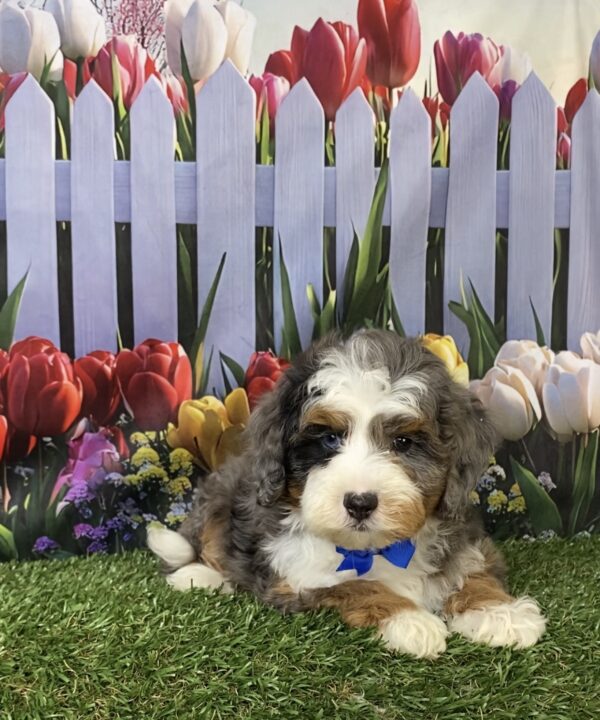 Photo of Mr. Boone the F1B Mini-Bernedoodle puppy