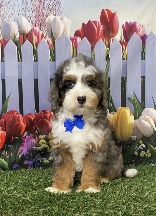 Photo of Mr. Boone the F1B Mini-Bernedoodle puppy