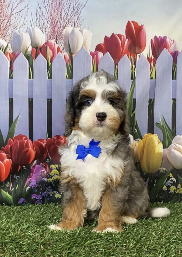 Photo of Mr. Boone the F1B Mini-Bernedoodle puppy