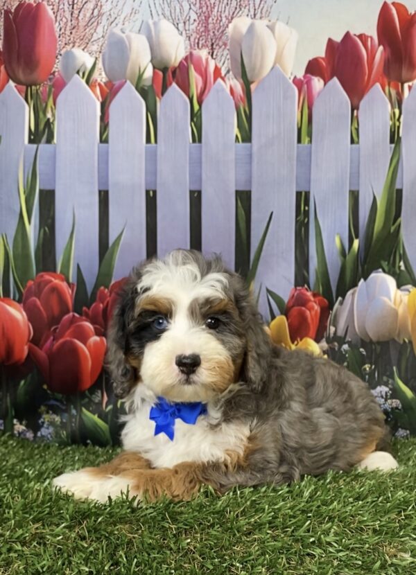Photo of Mr. Boone the F1B Mini-Bernedoodle puppy