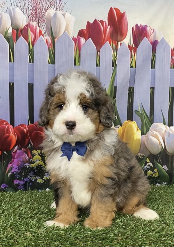 Mr. Bruno the F1B Mini-Bernedoodle puppy