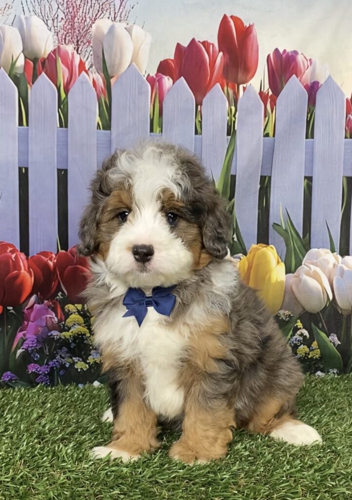 Photo of Mr. Bruno the F1B Mini-Bernedoodle puppy