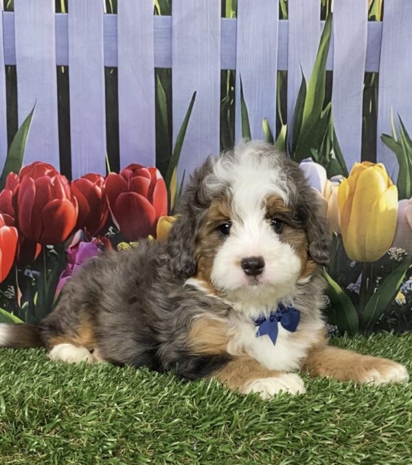 Photo of Mr. Bruno the F1B Mini-Bernedoodle puppy