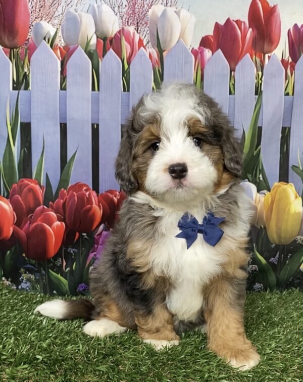 Photo of Mr. Bruno the F1B Mini-Bernedoodle puppy