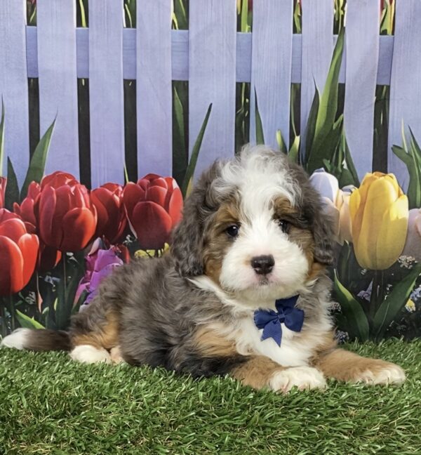 Photo of Mr. Bruno the F1B Mini-Bernedoodle puppy