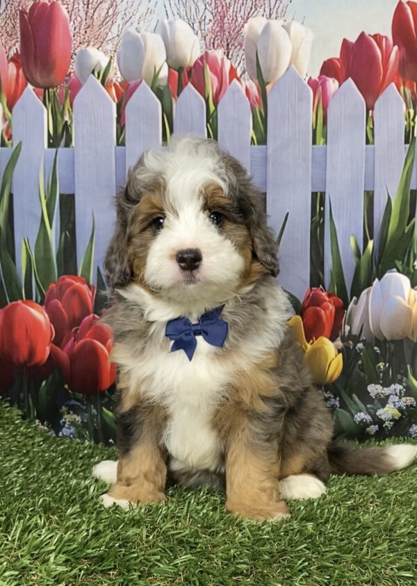 Photo of Mr. Bruno the F1B Mini-Bernedoodle puppy