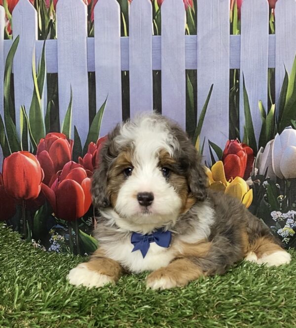Photo of Mr. Bruno the F1B Mini-Bernedoodle puppy