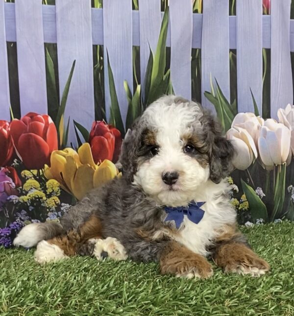 Mr. Buddy the F1B Mini-Bernedoodle puppy