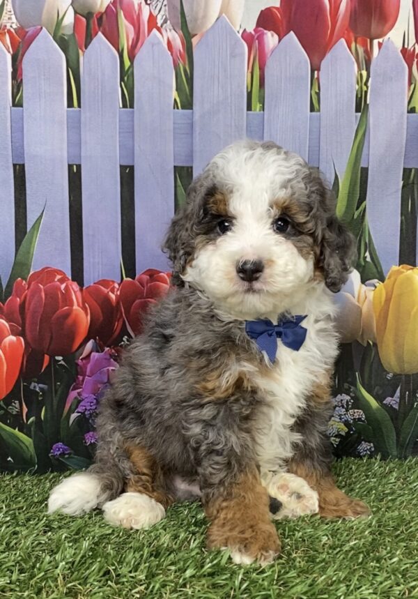 Photo of Mr. Buddy the F1B Mini-Bernedoodle puppy