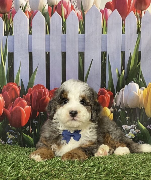 Photo of Mr. Buddy the F1B Mini-Bernedoodle puppy