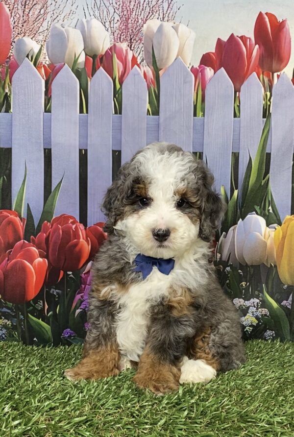 Photo of Mr. Buddy the F1B Mini-Bernedoodle puppy
