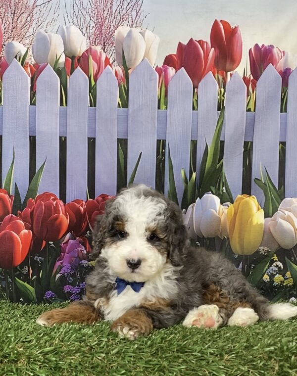 Photo of Mr. Buddy the F1B Mini-Bernedoodle puppy