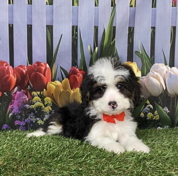 Mr. Conner the  Mini-Bernedoodle puppy