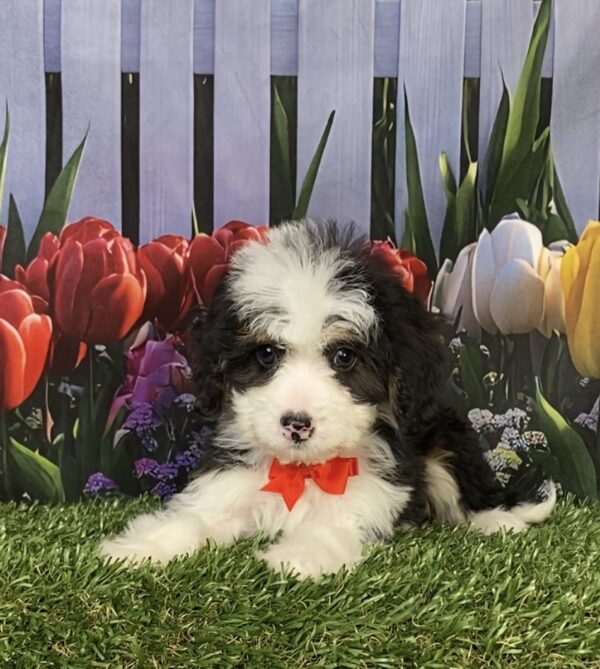 Photo of Mr. Conner the Mini-Bernedoodle puppy