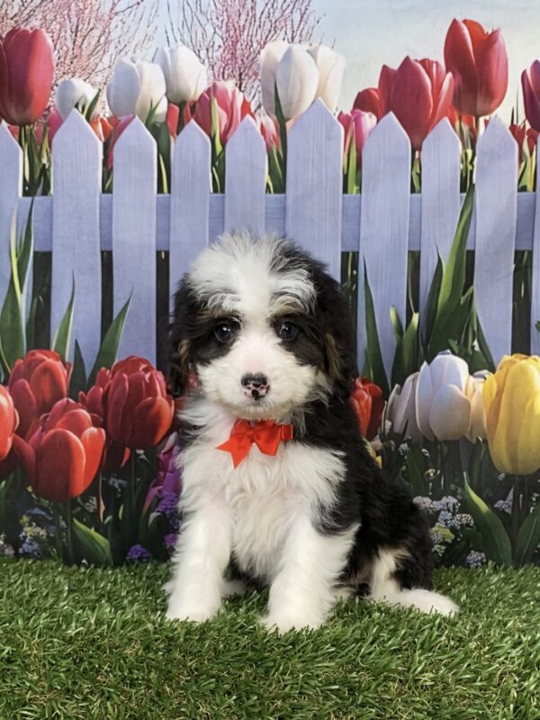 Photo of Mr. Conner the Mini-Bernedoodle puppy