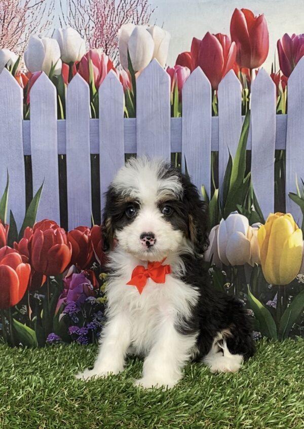 Photo of Mr. Conner the Mini-Bernedoodle puppy