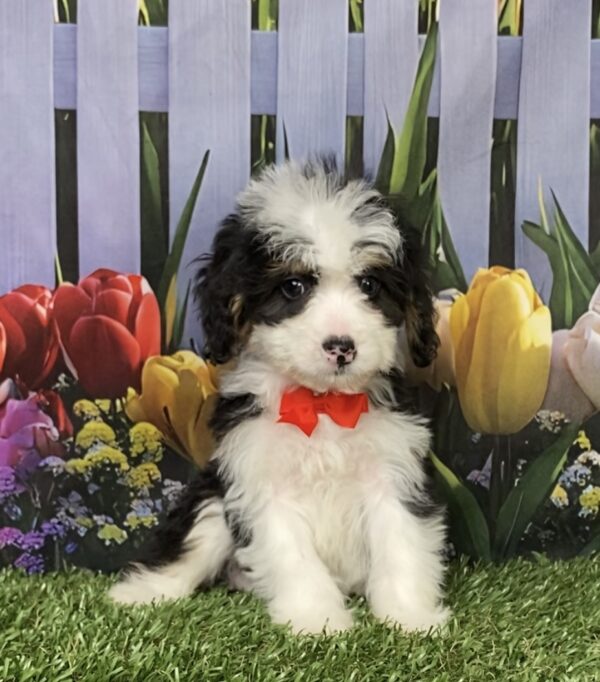 Photo of Mr. Conner the Mini-Bernedoodle puppy
