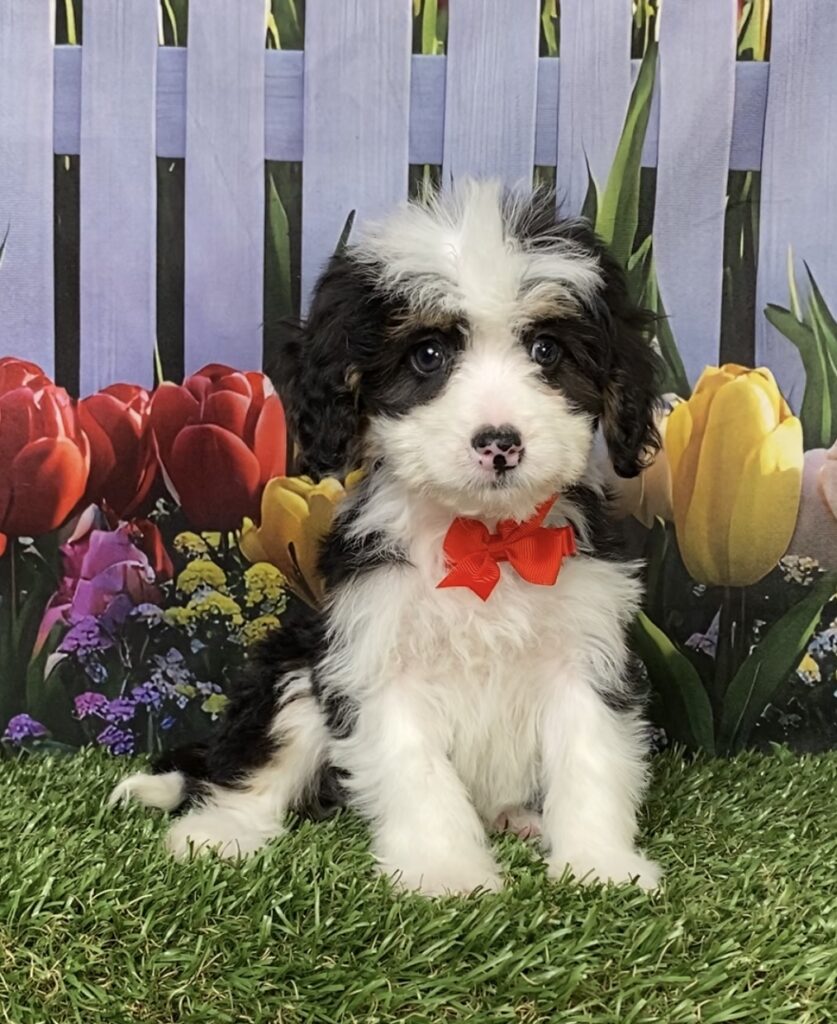 Photo of Mr. Conner the Mini-Bernedoodle puppy