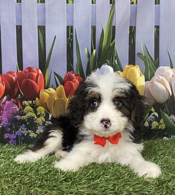 Photo of Mr. Conner the Mini-Bernedoodle puppy
