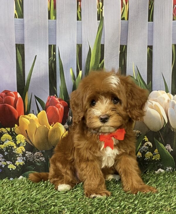 Mr. Coop the F1B Mini-Bernedoodle puppy