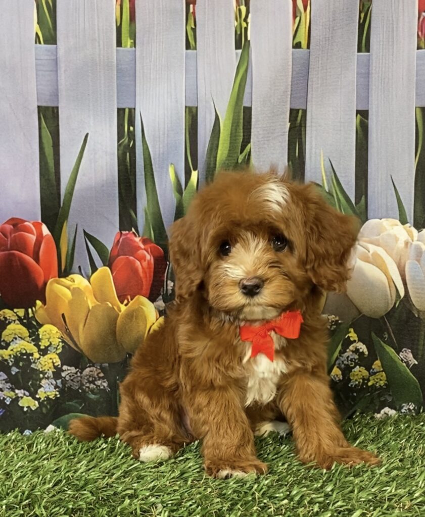 Photo of Mr. Coop the F1B Mini-Bernedoodle puppy