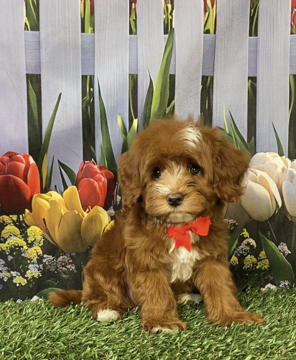 Photo of Mr. Coop the F1B Mini-Bernedoodle puppy
