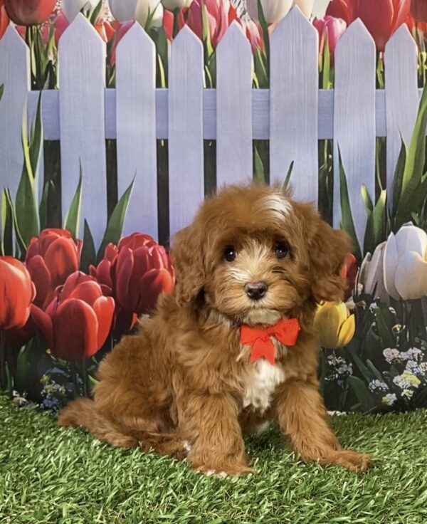 Photo of Mr. Coop the F1B Mini-Bernedoodle puppy