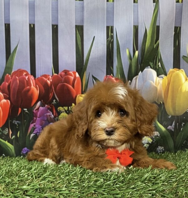Photo of Mr. Coop the F1B Mini-Bernedoodle puppy