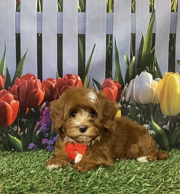 Photo of Mr. Coop the F1B Mini-Bernedoodle puppy