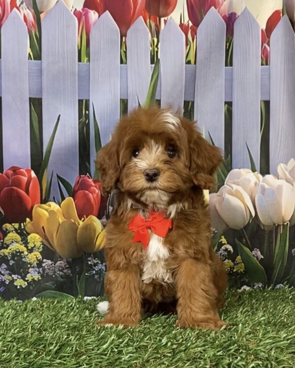 Photo of Mr. Coop the F1B Mini-Bernedoodle puppy