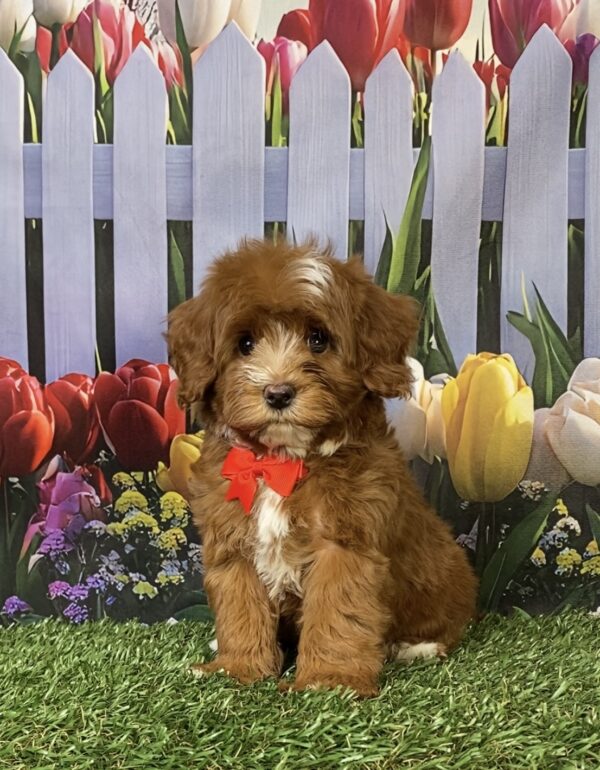 Photo of Mr. Coop the F1B Mini-Bernedoodle puppy