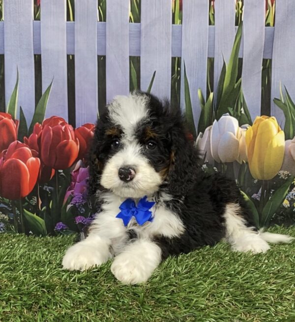 Mr. Corbin the  Mini-Bernedoodle puppy